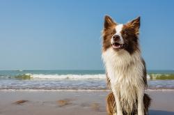 开云体育APP下载-巴黎双面记，年终总决赛轻取法网，德约科维奇重定义主场优势