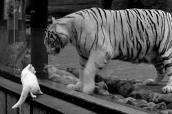 开云体育登录-雷霆万钧破江潮，东契奇焰耀星河