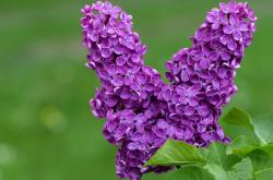 开云体育中国-当安第斯雄鹰遇上北欧海盗，黄喜灿如何用NBA方式终结世纪对决