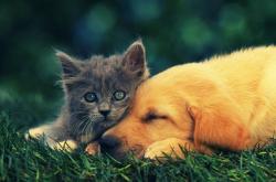 开云体育入口-末节火焰，当里昂的冷静点燃阿尔及利亚的热望