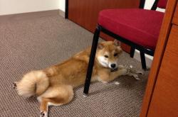 开云体育在线-三狮军团的试金石，卡塞米罗的赎罪日，一场定义荣耀的90分钟