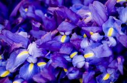 开云体育中国-镇守虚构的山谷，当戈贝尔成为雷霆与黄蜂对决中唯一的蜂王