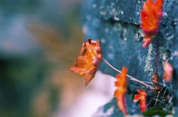 开云体育官网-右手篮球，左手方向盘，双线战场上的绝对掌控