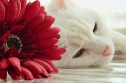 开云sport-巨人杀手的诞生，上海队掀翻马刺，切特成关键先生