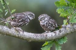 开云体育入口-紫禁城穹顶下的戈氏铁幕，当戈贝尔统治全场，北京队如何制霸奇才