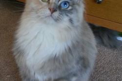 开云体育在线-沙漠之狐击退南美红魔，马里加时鏖战2-1淘汰智利，创造非洲足球新历史