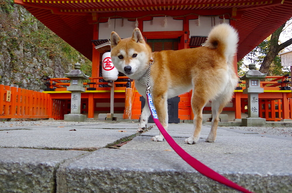 回响,老将与新王在纽博格林的雨雾中