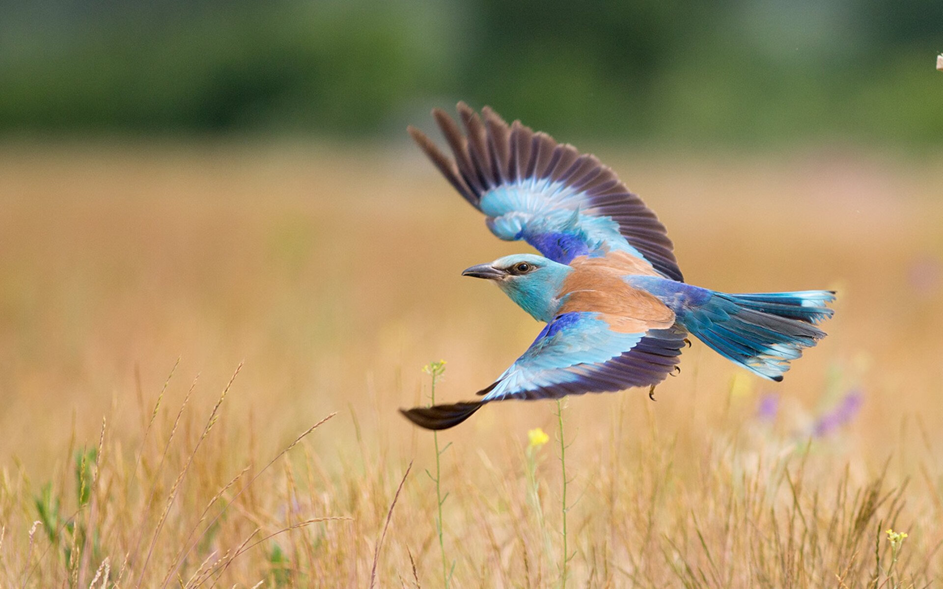 跨联盟对决,灰熊横扫山西,利拉德成胜负手