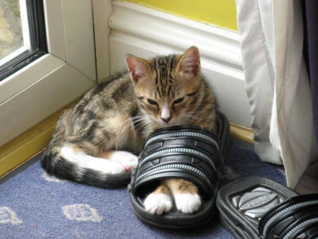 意甲焦点战之夜，凯塞多关键回合不手软，铸就胜利传奇