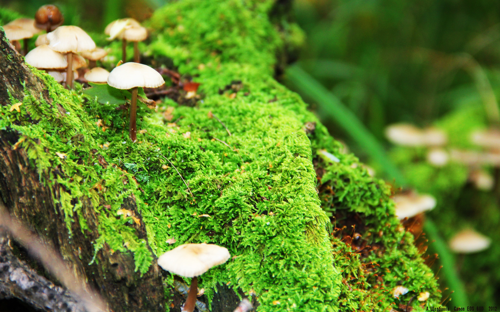 一锤定音!阿坎吉再演大场面先生,曼城读秒绝杀委内瑞拉式强敌