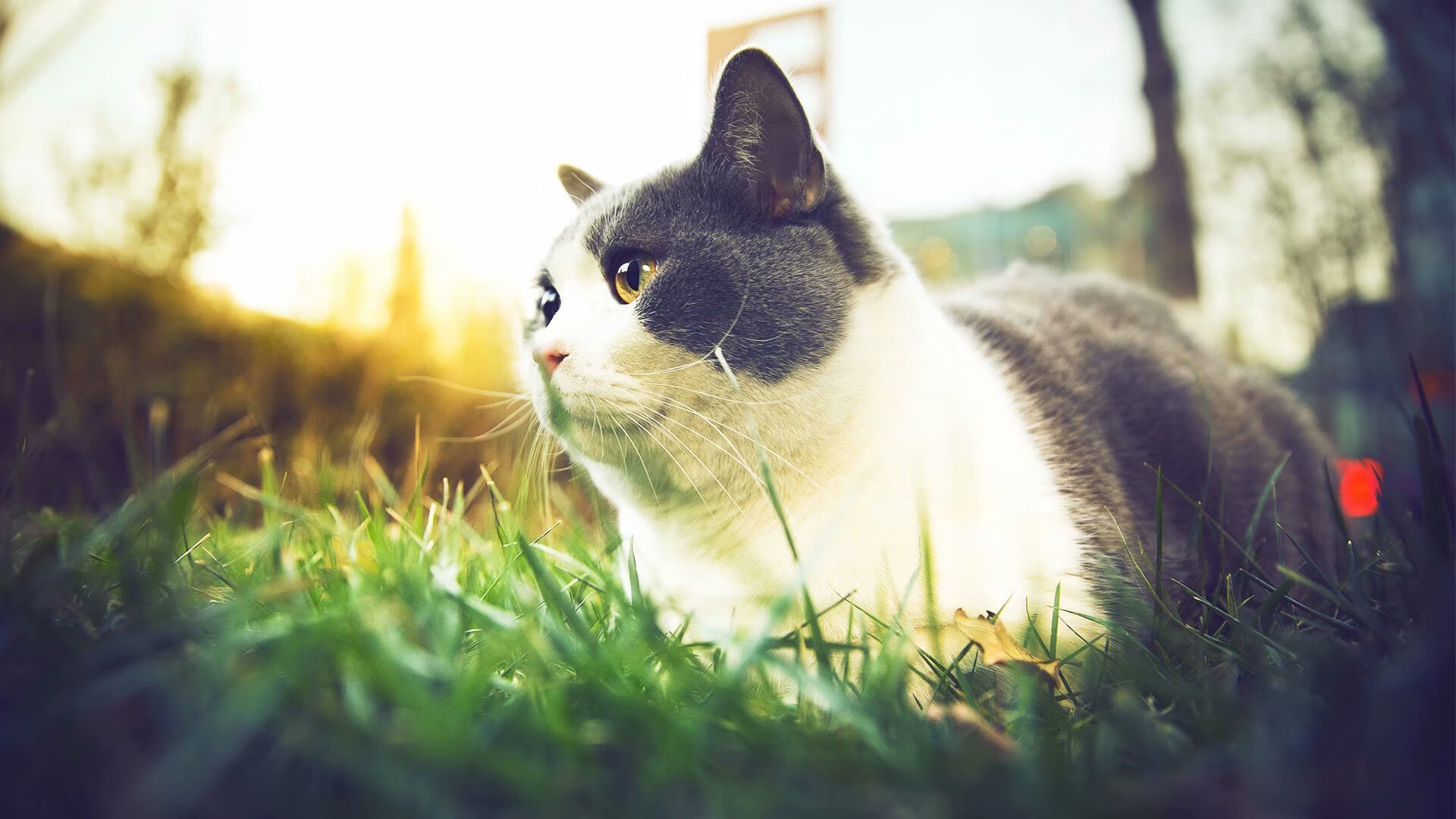 德罗赞的利刃与开拓者的心跳，玫瑰花园最后的0.7秒奇迹