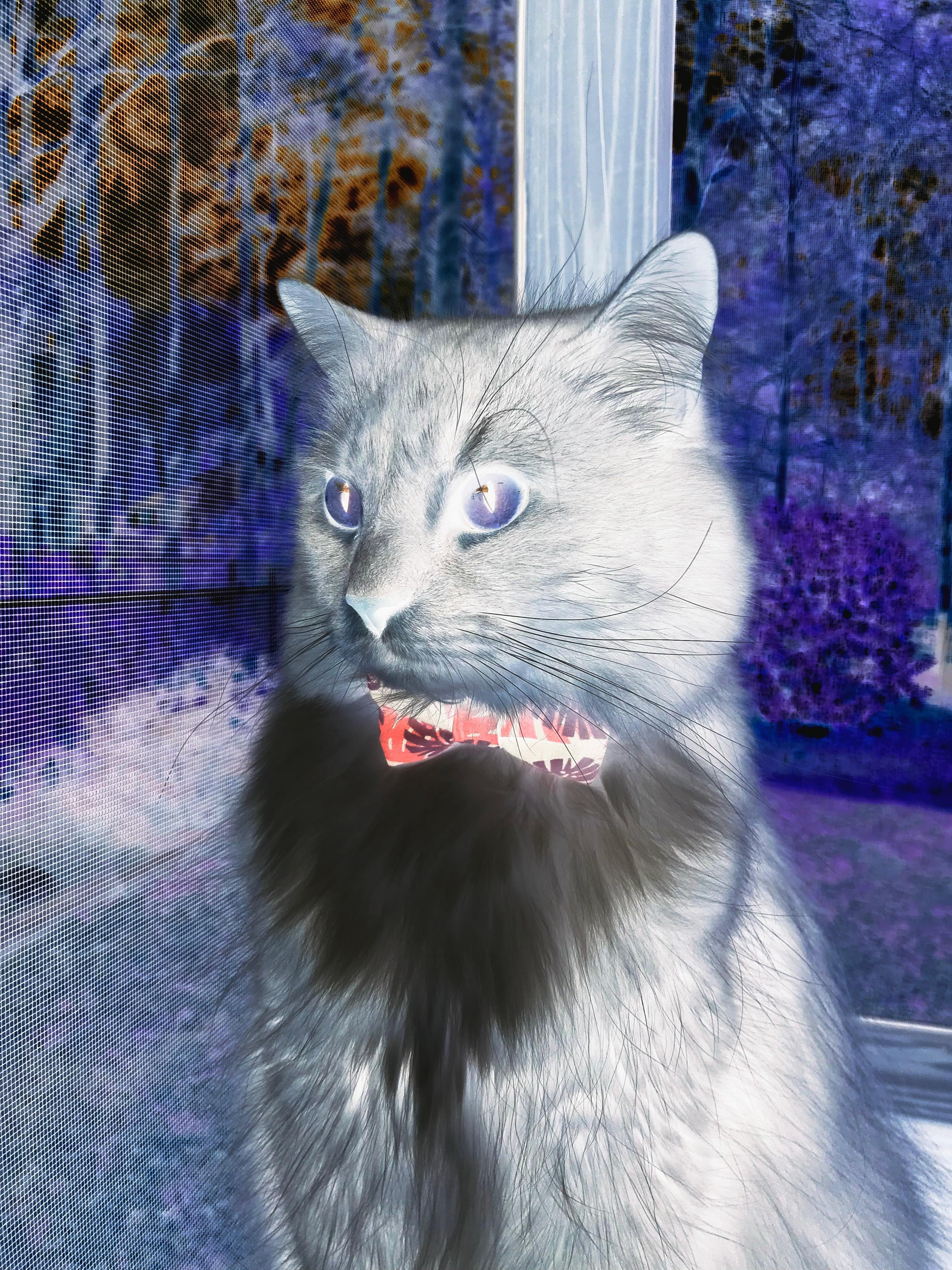 东西方雄狮的对决,字母哥在跨洲际篮球盛宴中加冕