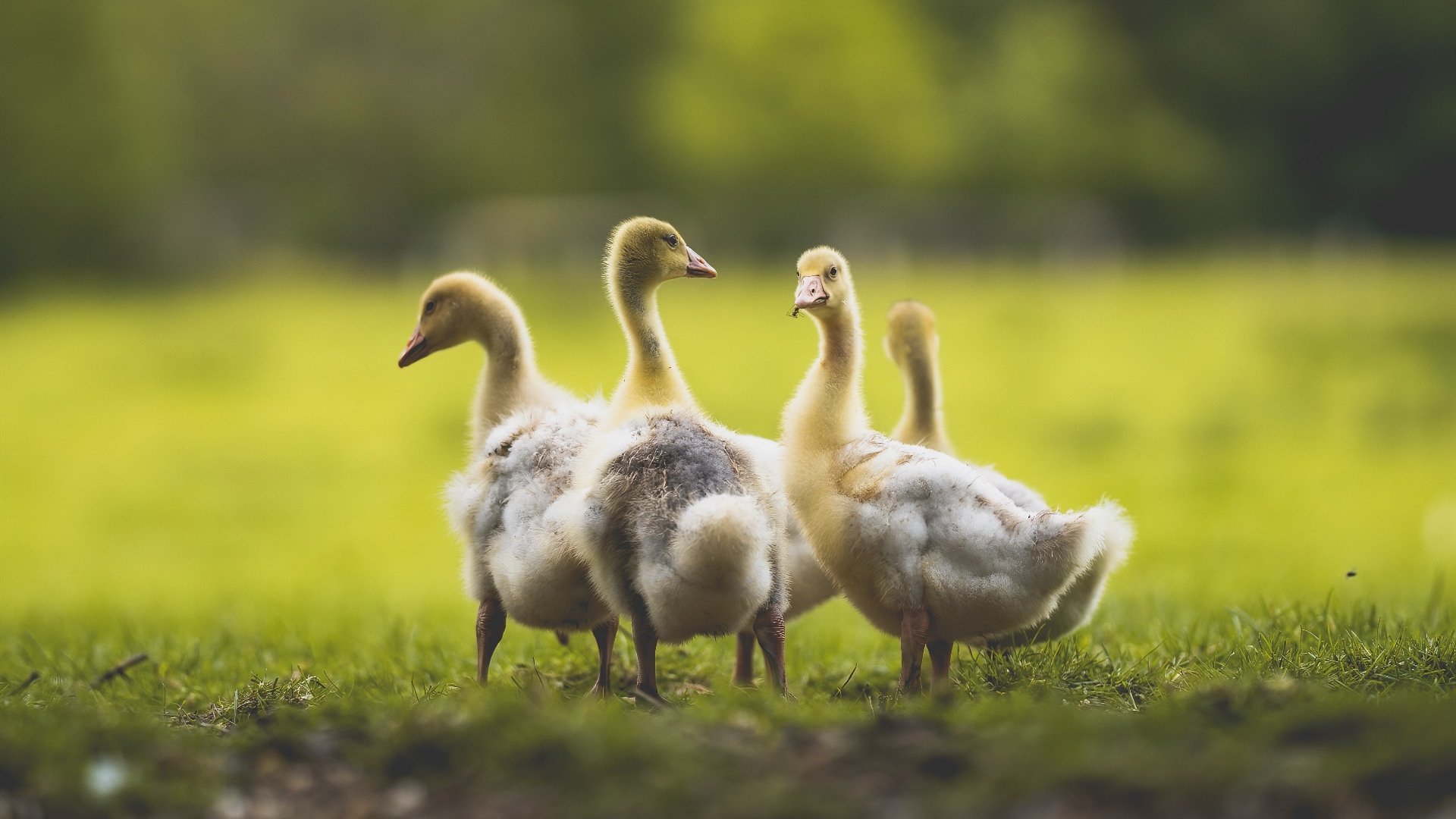 生死战中的光芒，马德里竞技取胜摩洛哥，加维制胜表现铸就传奇