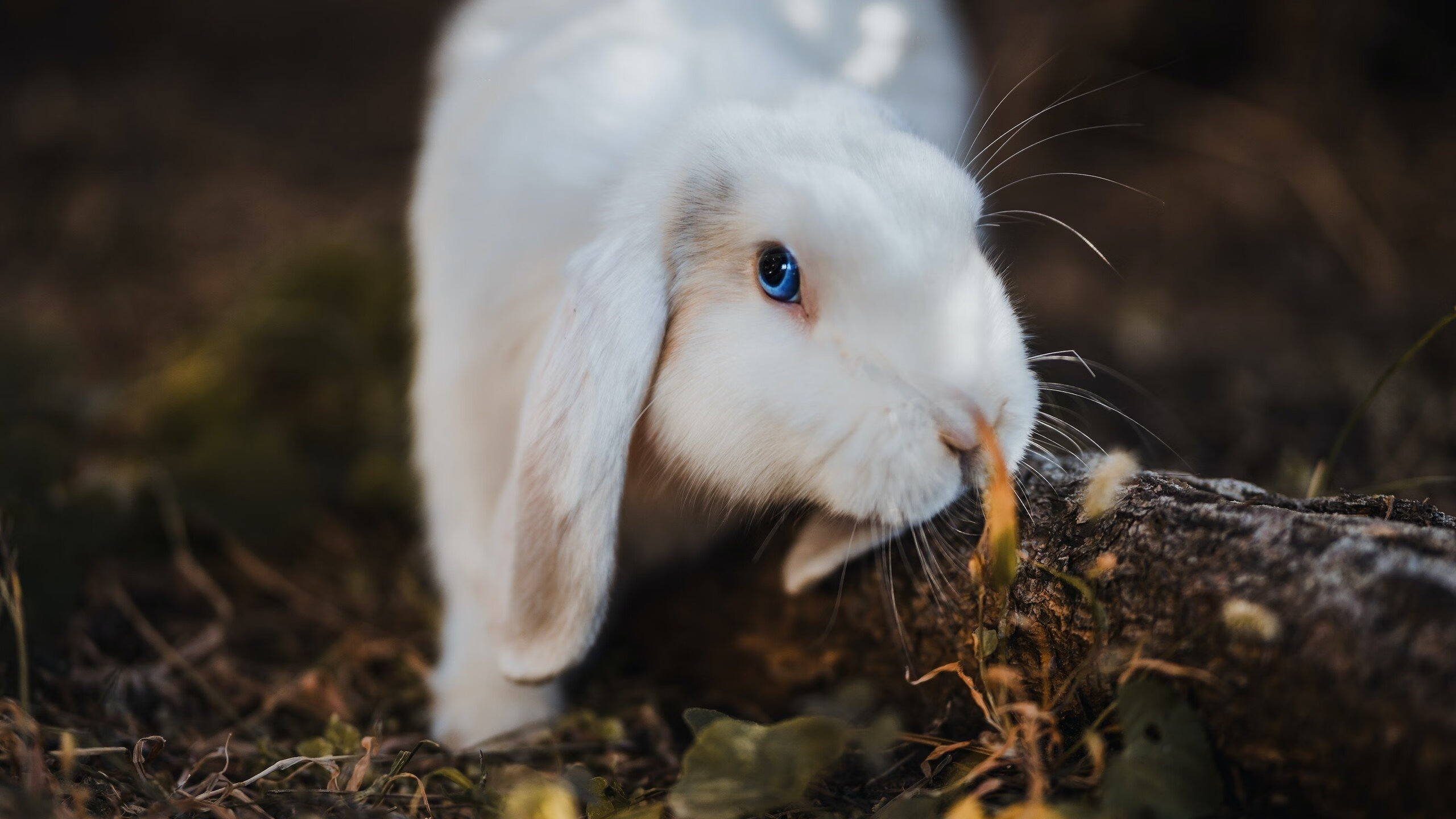 破浪斩舰！关键先生莫兰特率领猛龙淘汰快船