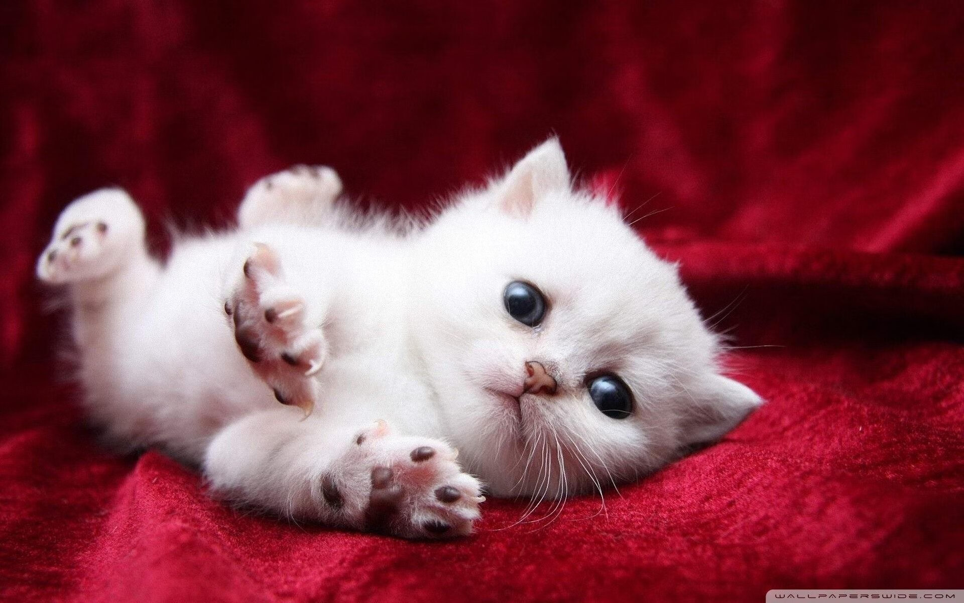 深圳战黄蜂,一场跨界隐喻的胜利,戈贝尔的满分启示录