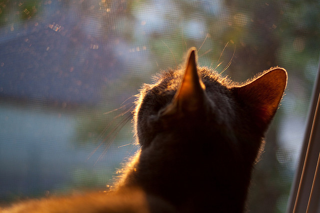 当骑士的铁蹄踏过深圳—德罗赞的火热状态与篮球世界的无限可能