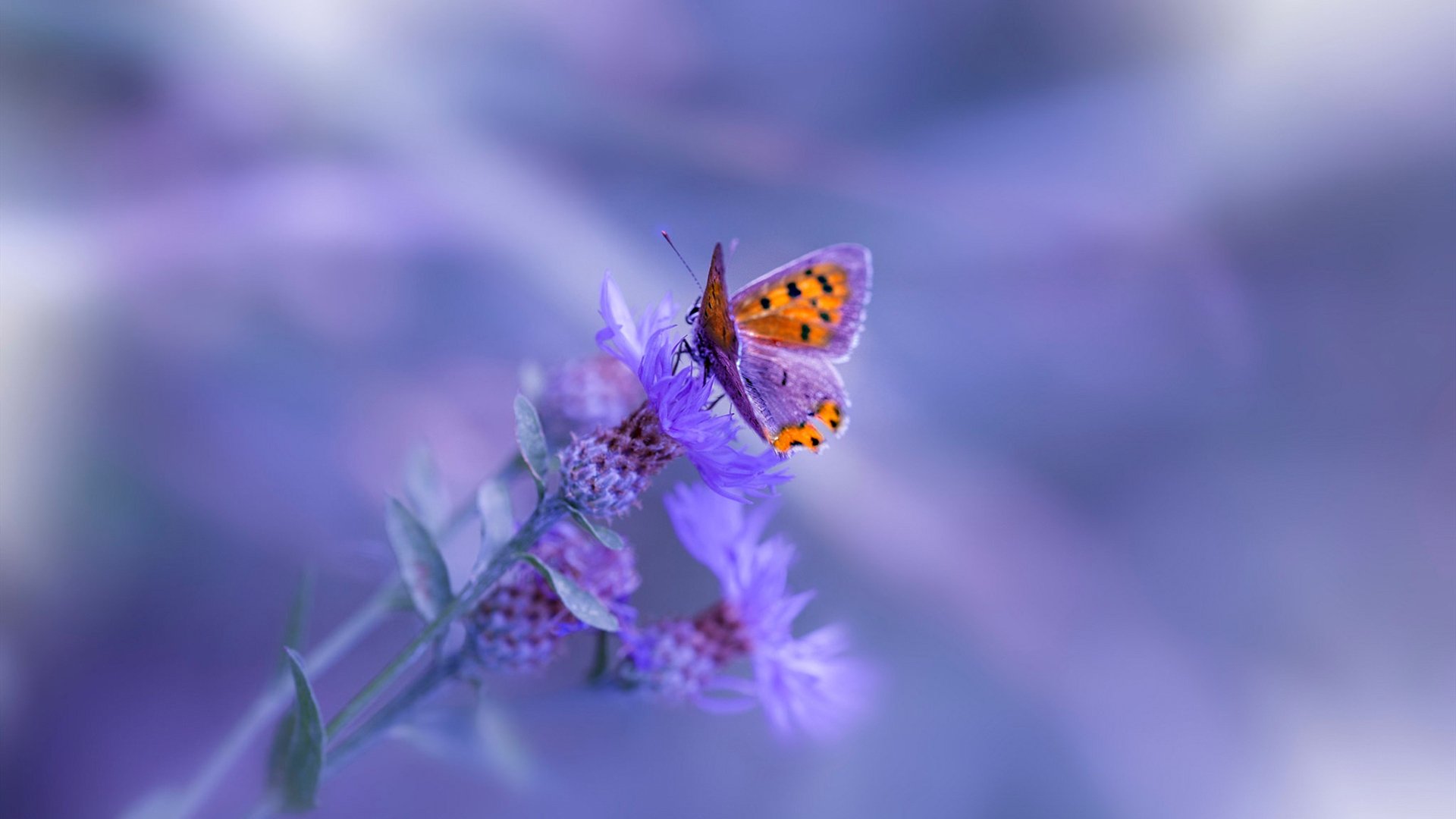 时空裂痕下的绝杀,当拉文在勇士VS湖人时突然降临