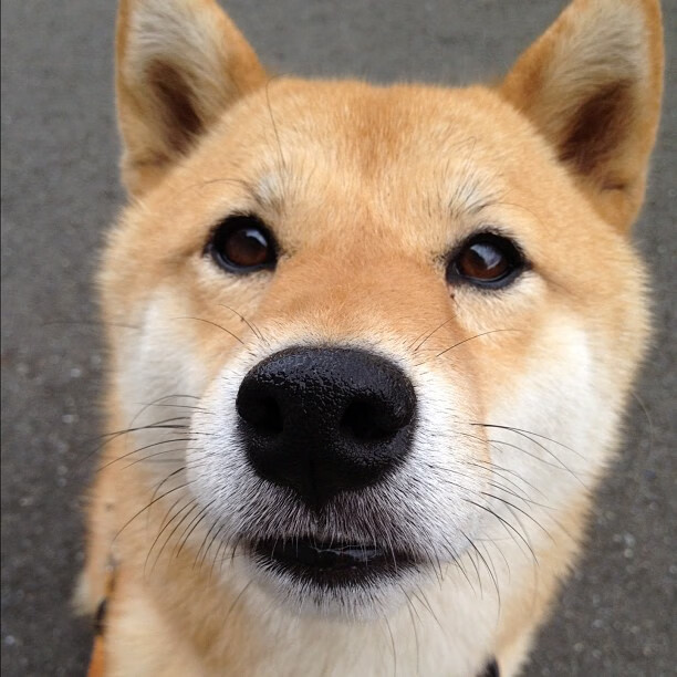 开拓者掀翻步行者，哈利伯顿在美加墨世界杯的接管之旅