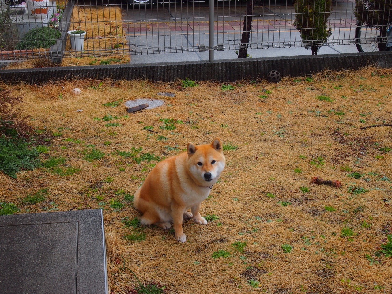 双重奏,乌克兰斩落冰系的坚韧,与苏亚雷斯燃尽岁月的火焰