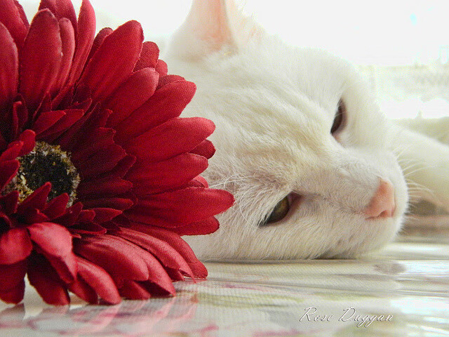 巨人杀手的诞生,上海队掀翻马刺,切特成关键先生