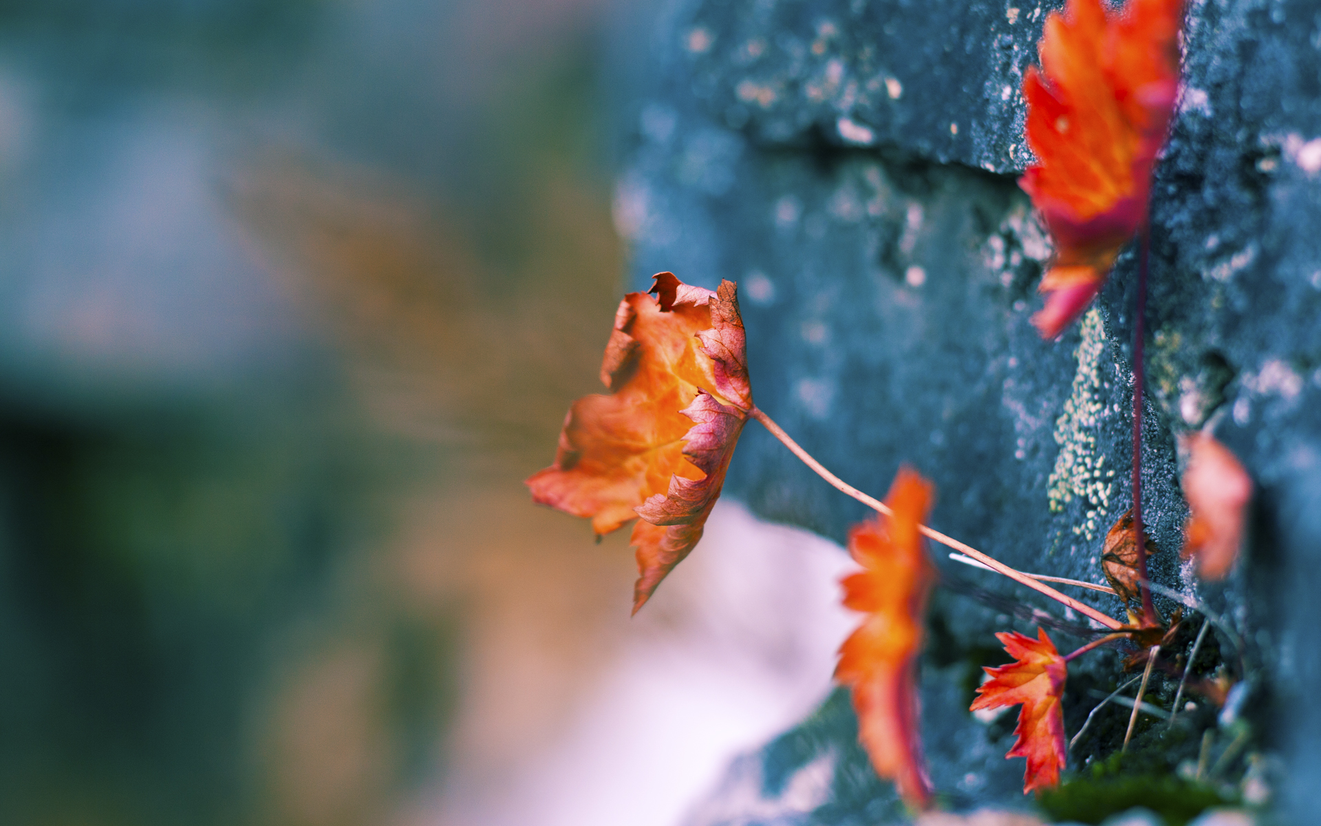 唯一的胜利，陈江华之风助魔术撕碎华南虎铠甲
