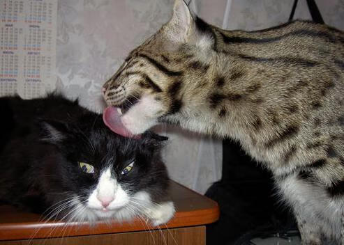 史诗级横扫!莱奥独造3球当选最佳,埃及终结对加纳12年不胜魔咒