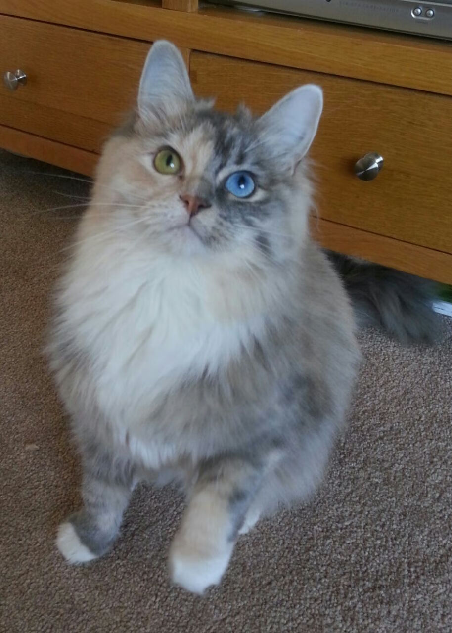 沙漠之狐击退南美红魔，马里加时鏖战2-1淘汰智利，创造非洲足球新历史