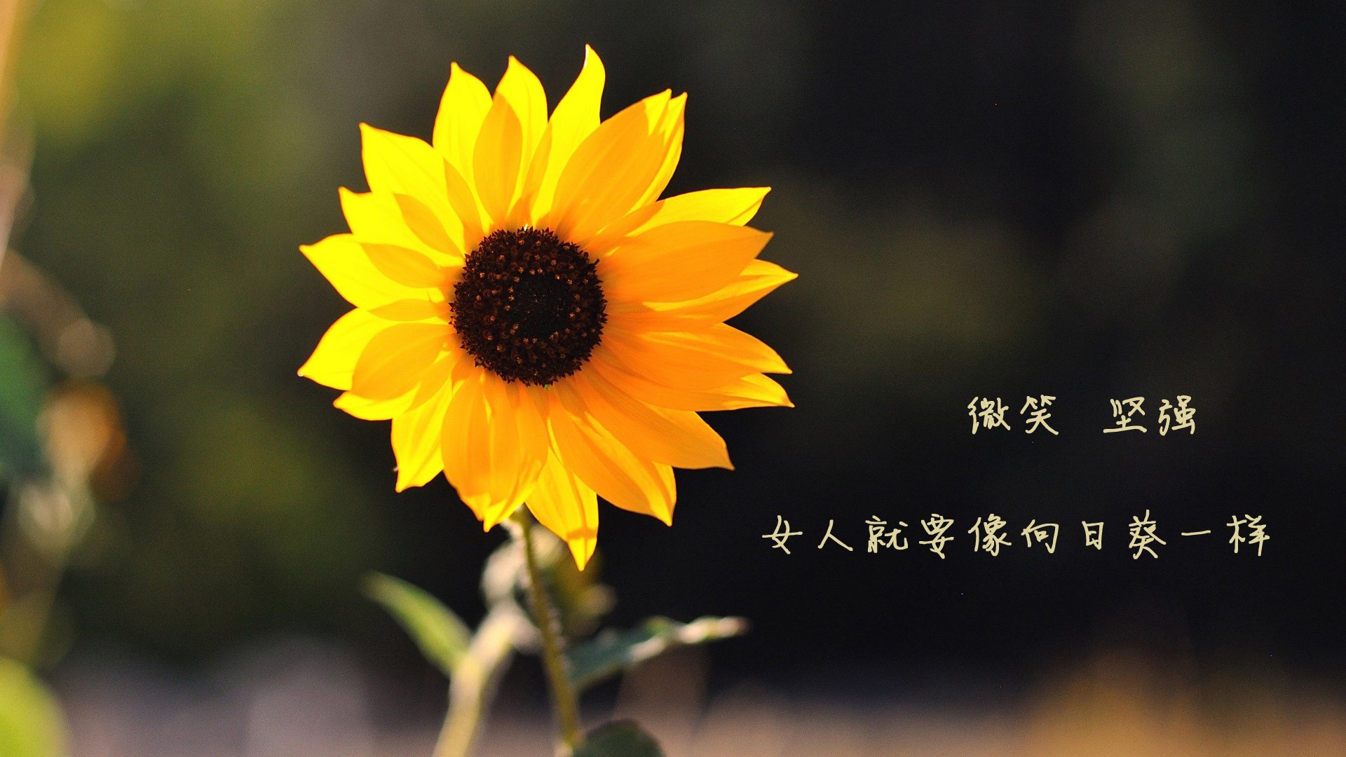 黑豹之怒,2026世界杯巅峰对决,喀麦隆横扫墨西哥,努涅斯一剑封喉